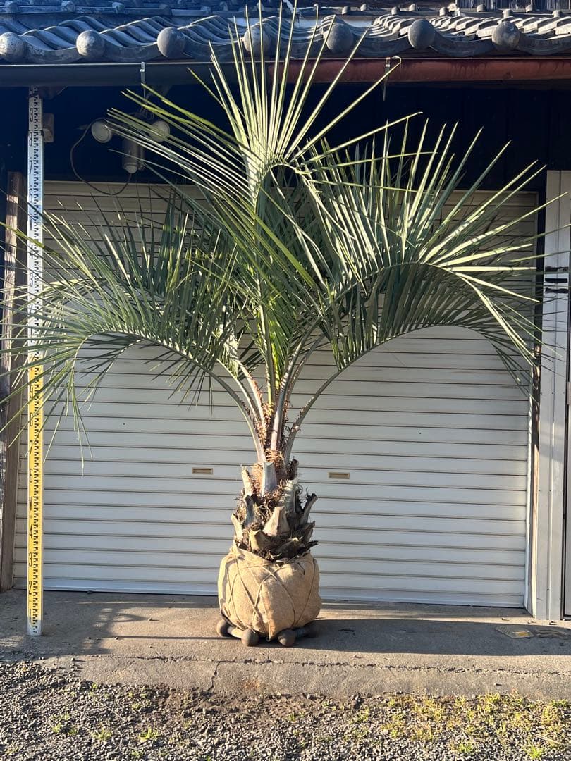 ココスヤシ　極太シルバーリーフ　ヤシの木　カルフォルニアスタイル　送料込み価格