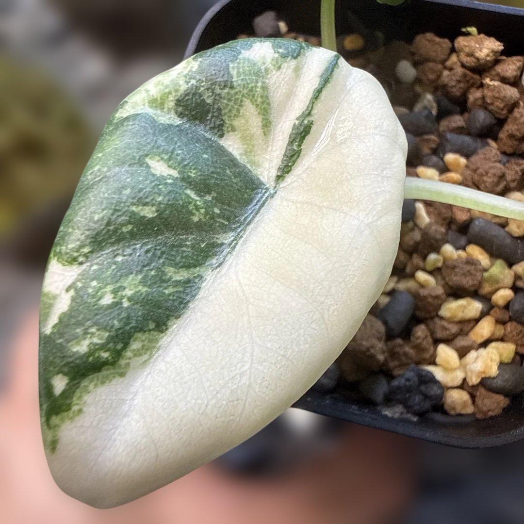 レ*迎様 格安 アロカシア マハラニ アルボ