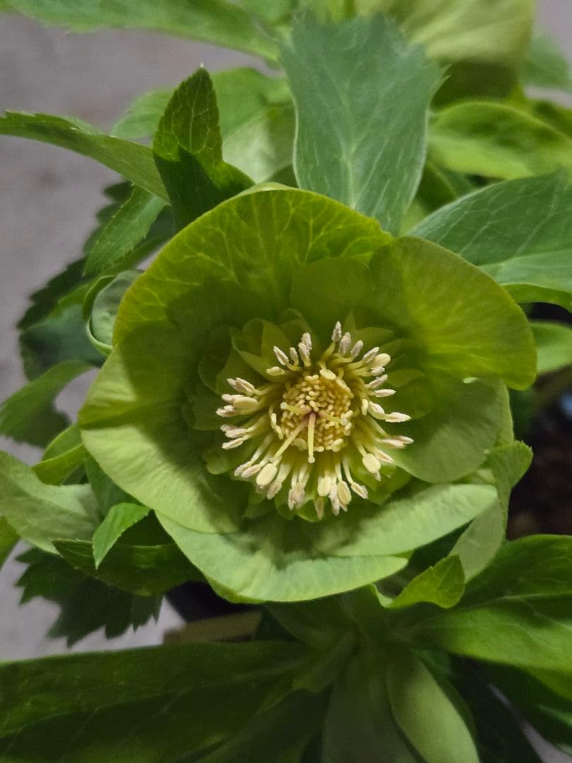 ☆クリスマスローズ☆セミダブル☆4.5号ポット☆超希少☆