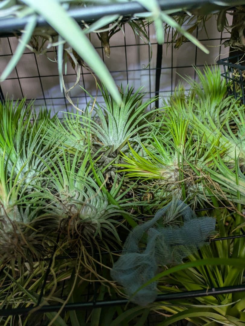 塚*龍様 ティランジア エアプランツ 【100個〜まとめ売り】