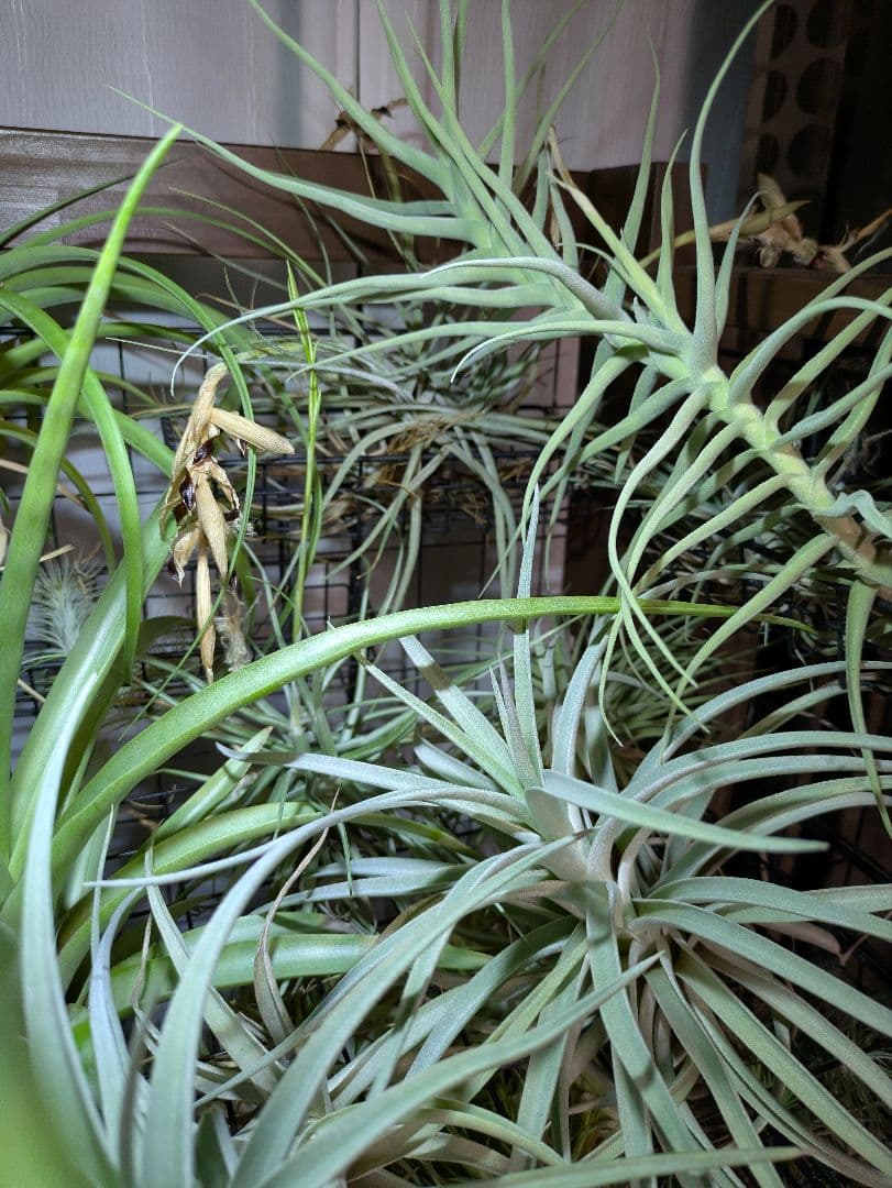 塚*龍様 ティランジア エアプランツ 【100個〜まとめ売り】