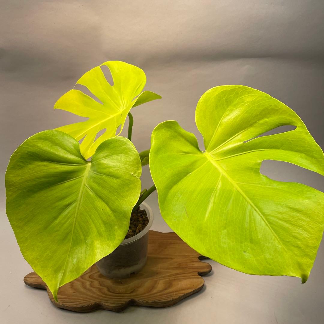 三*ん様 L029 モンステラ　デリシオーサ　黄金葉　ゴールドリーフ　フルムーン