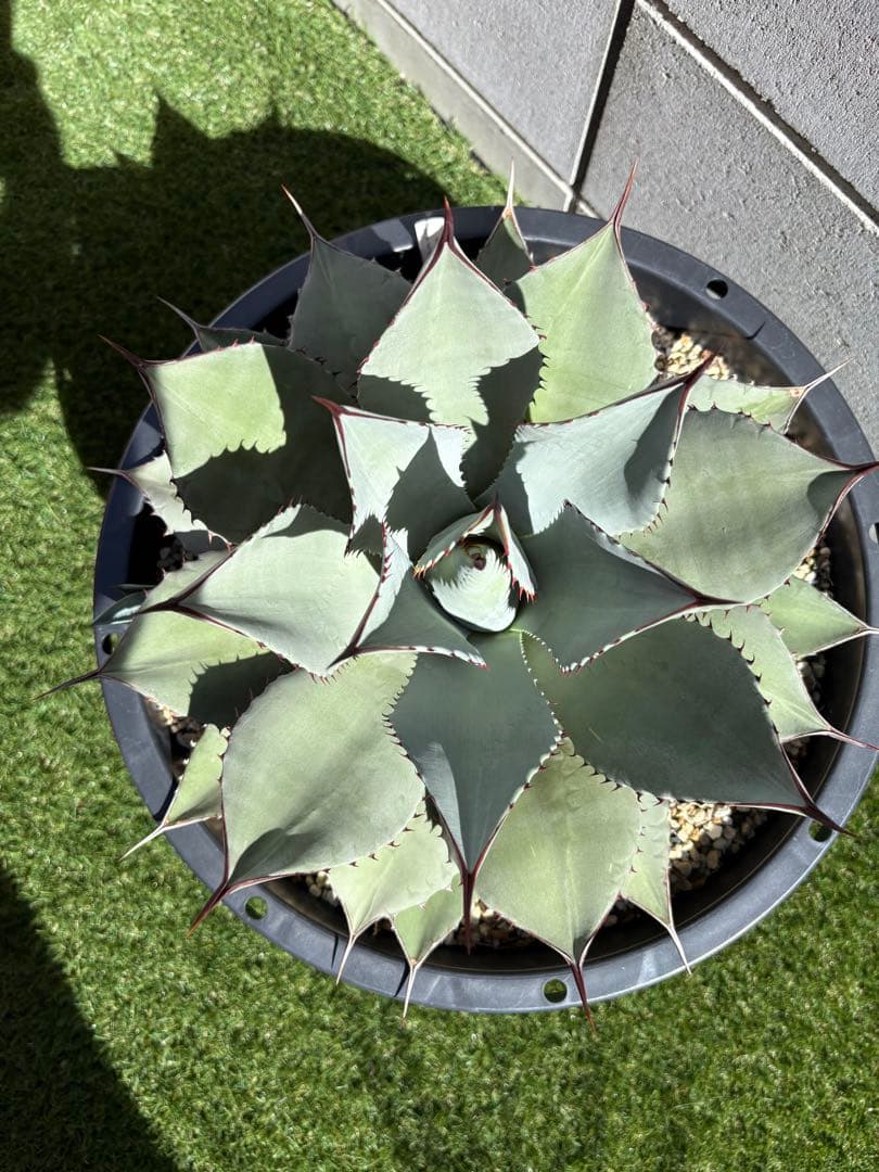 カシマアガベ パリー　トランカータ　実生 アガベ パリー トランカータ実生選抜個体たち | ~龍の巣窟~