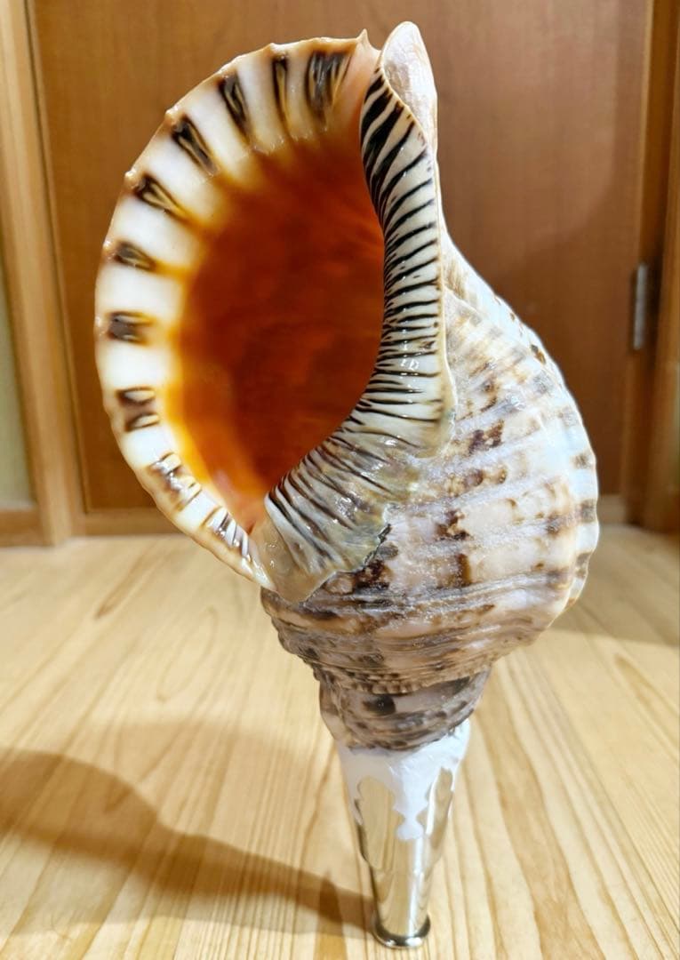 修験道法螺貝　山伏　密教　魔除け　熊よけ、❣️ホラガイ　ほら貝
