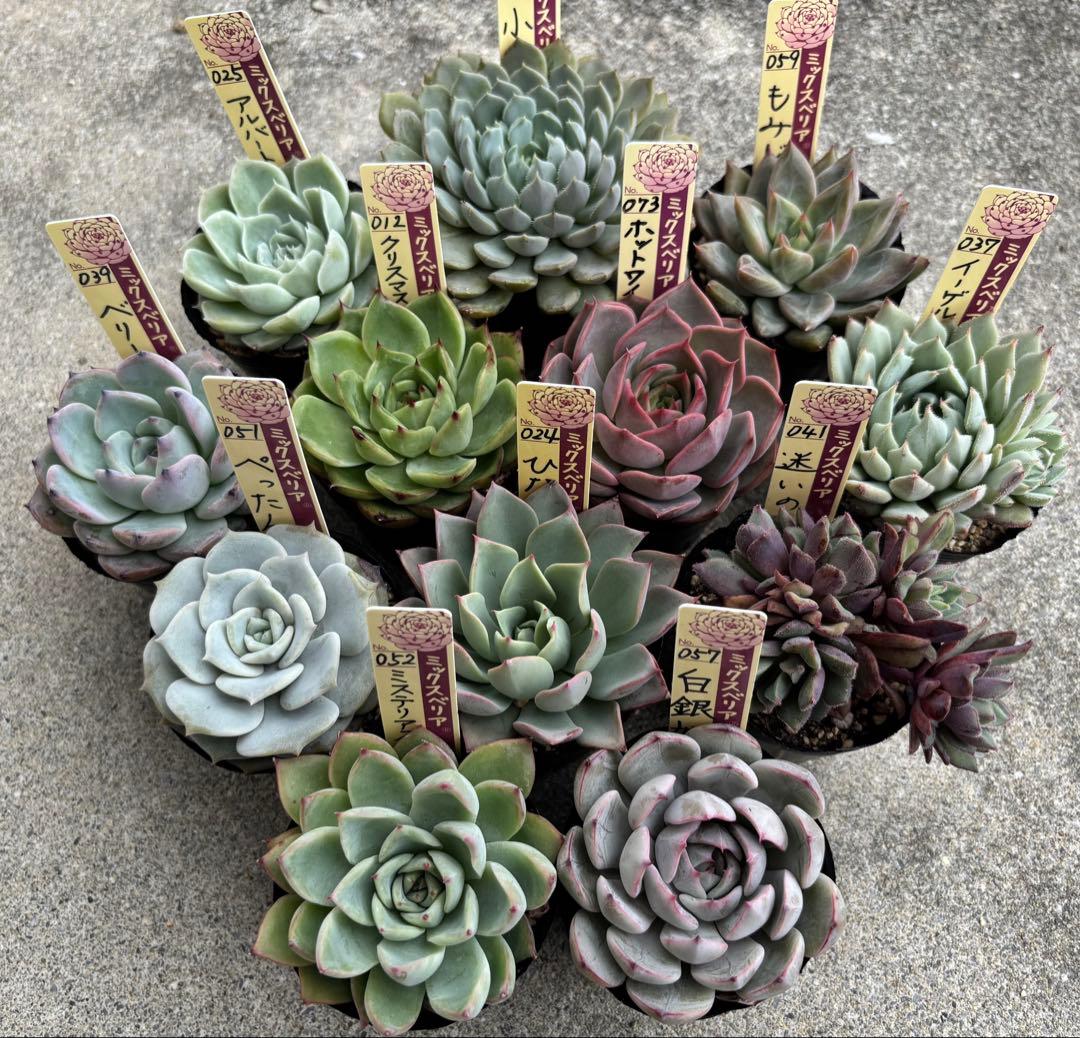 ミックスベリア 12種 札付き② - メルカリ