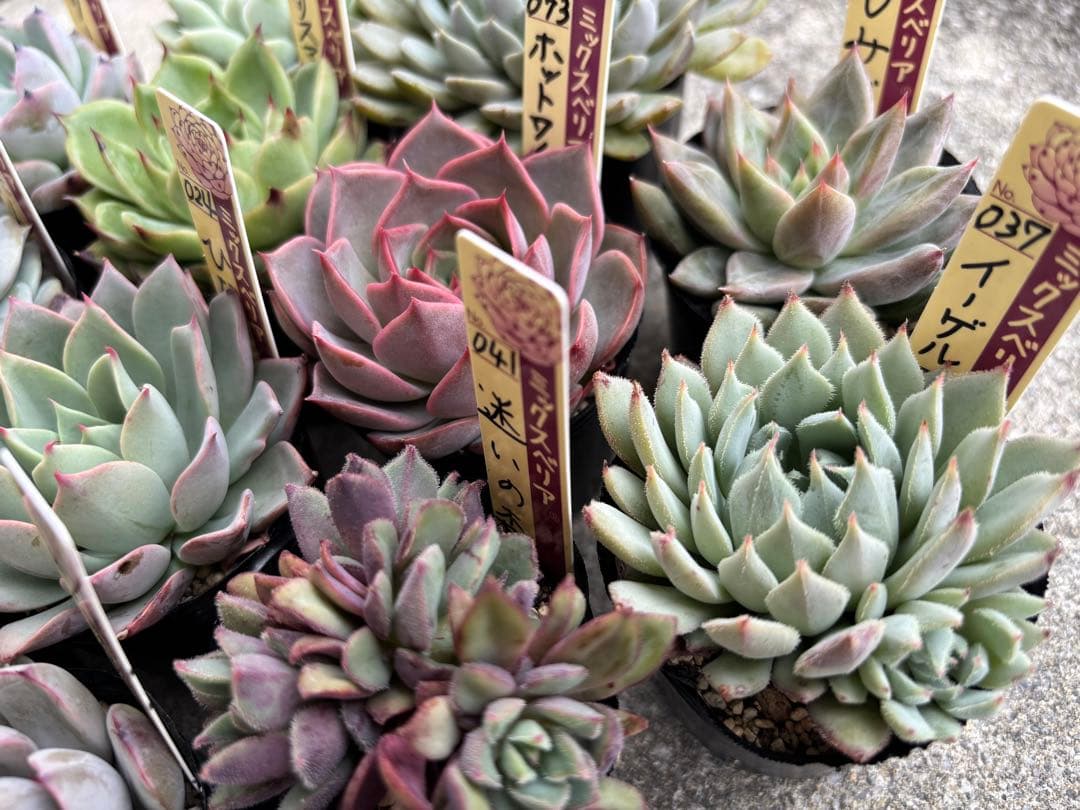 ミックスベリア 12種 札付き② - メルカリ