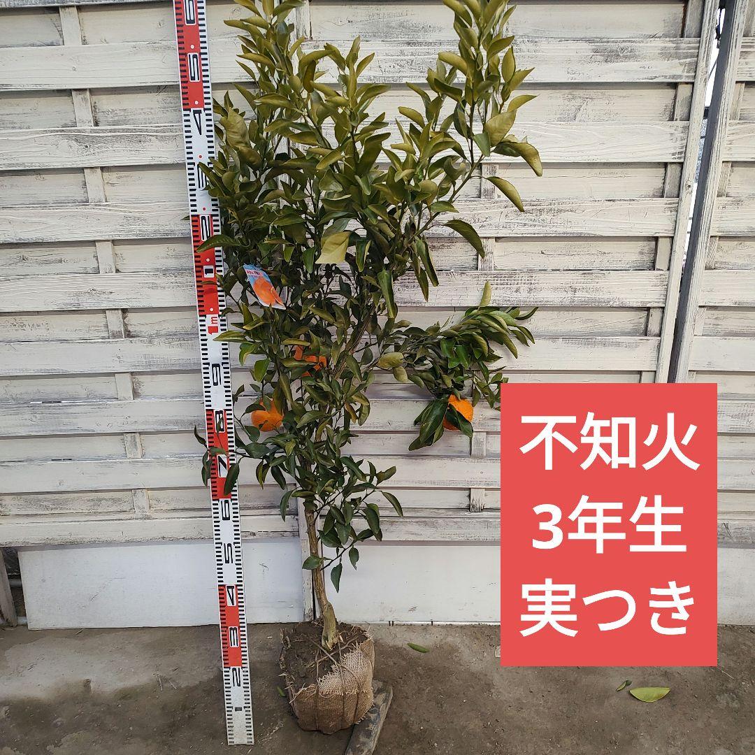 がんもさま専用出品 不知火 3年生 実つき！ 大苗