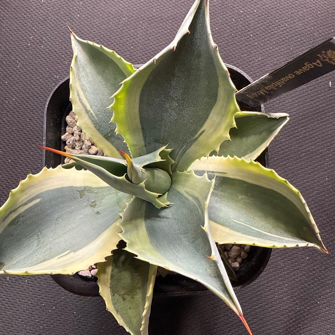 ひ*ろ様 アガベ　オバティフォリア　モビー