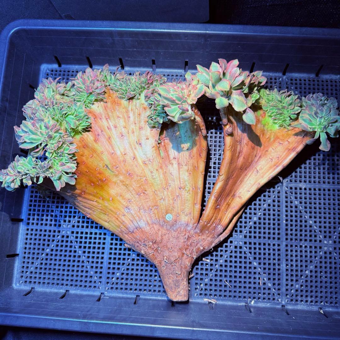 新入荷 レア種 アエオニウム エセリアル錦(綴化) 法師錦 42cm (超大品