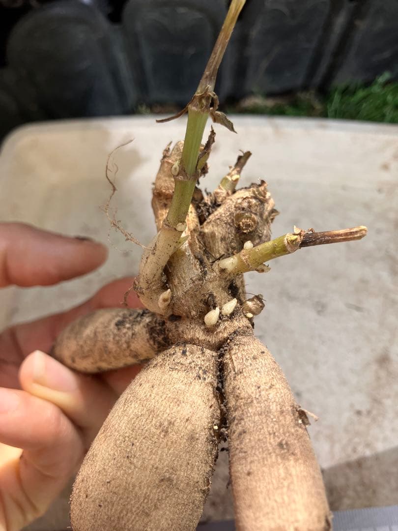 ダリアカフェオレ球根3 超希少 - メルカリ