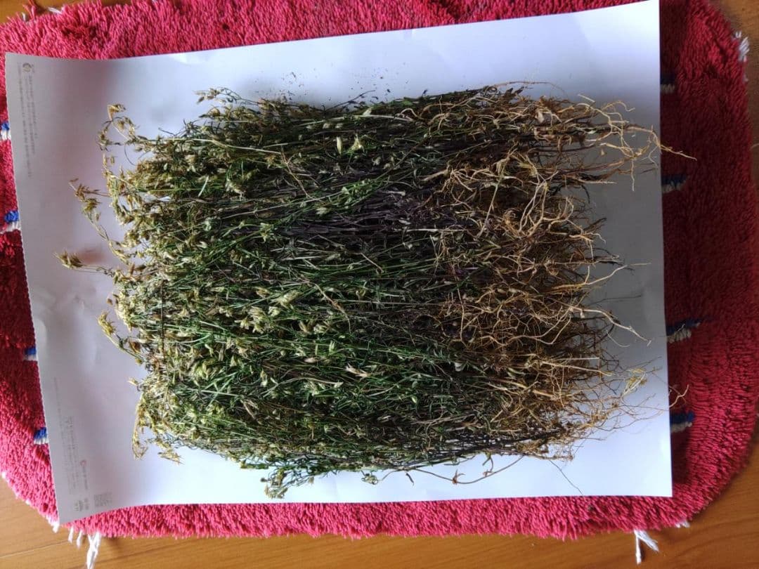 岩手県産センブリ