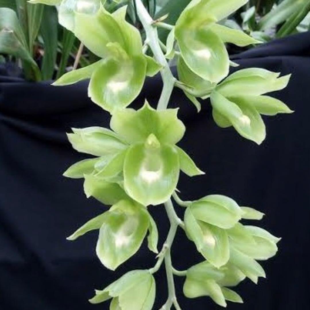 SVO 実生 グリーン系 タケノコ蘭 カタセタム Clowesetum