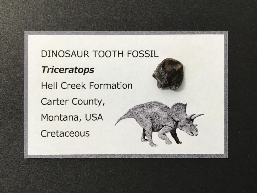 化石 トリケラトプス 歯 [TR100] 恐竜の歯 恐竜の化石