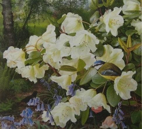 Raymond Booth、Rhododendron'Cowslip' Picture and description of Rhododendron 'Cowslip'