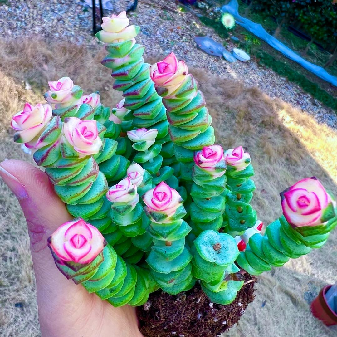 銭串錦レアクラッスラ属(全て抜き苗) 多肉植物｛ゆうゆうメルカリ便