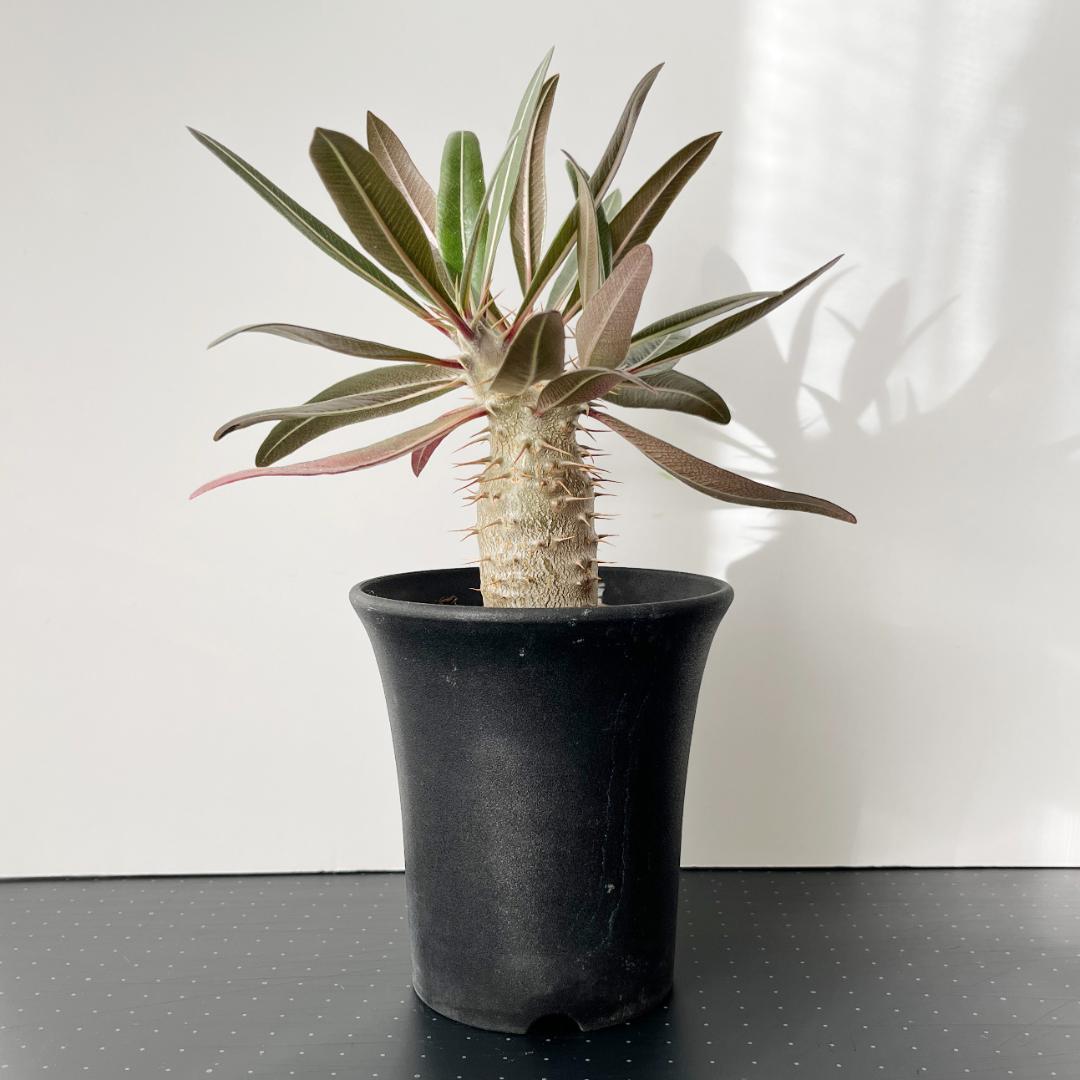 パキポディウム・グラキリス、恵比寿笑セット