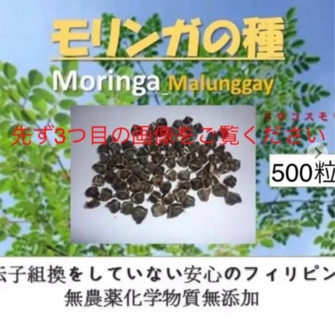 奇跡の木モリンガの種　500粒　遺伝子組換えをしていない安心のフィリピン産