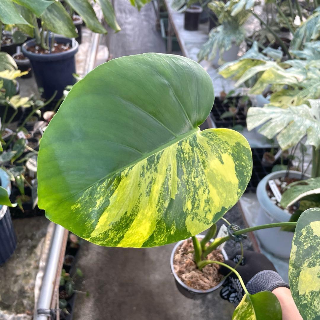 MZ3 モンステラ　イエローマリリン　黄斑入り