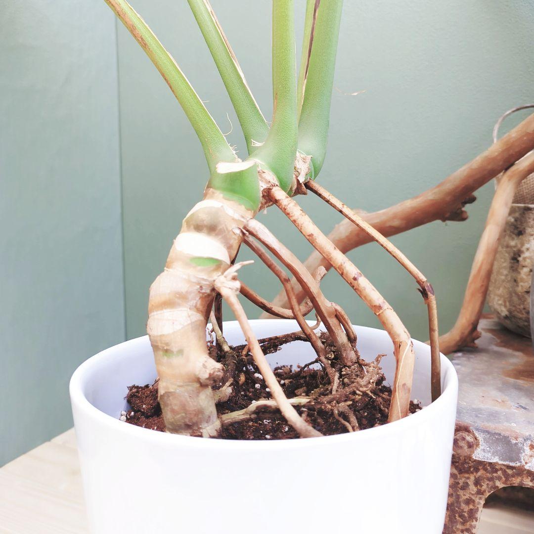 SAM様専用根上り モンステラ デリシオーサ (現品) 癒し空間8号