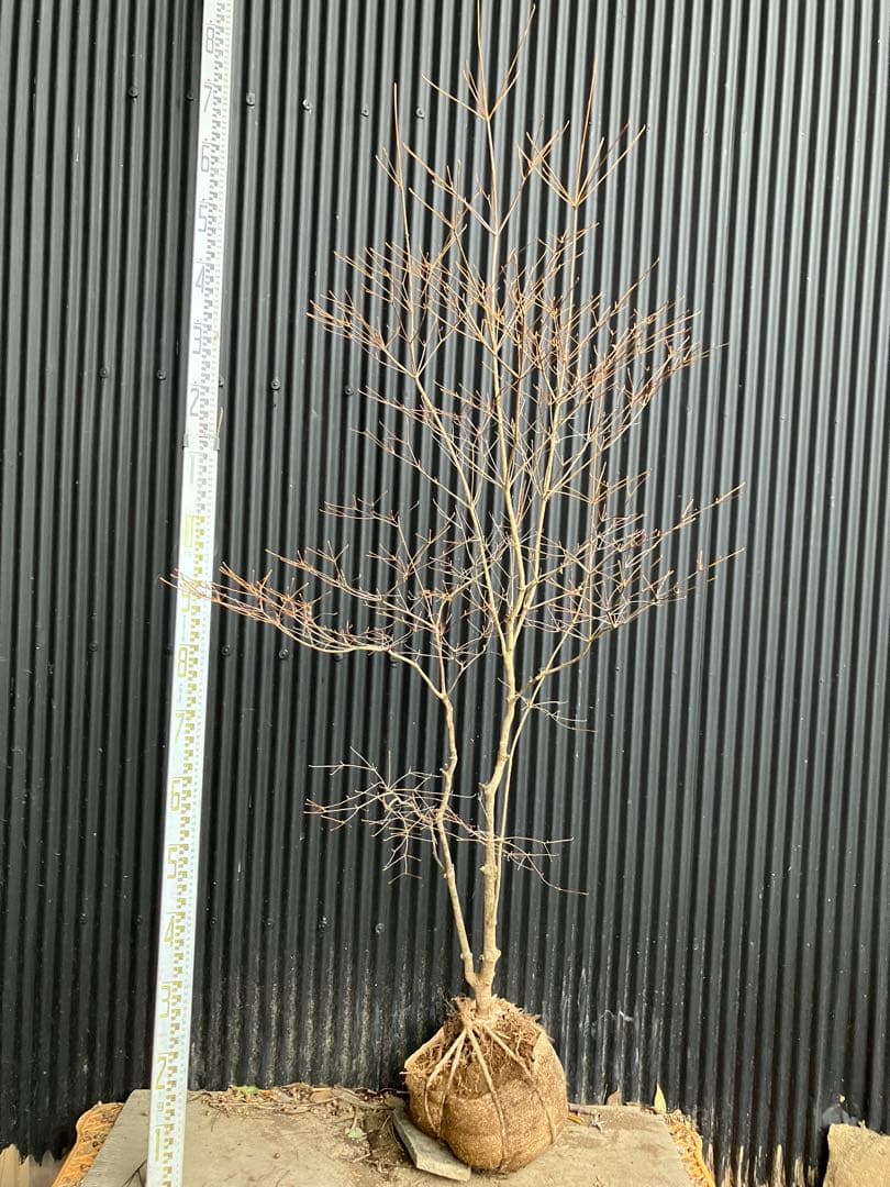 山採り　ドウダンツツジ