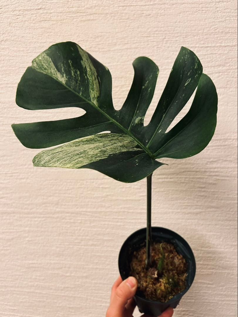 さだはるページ。