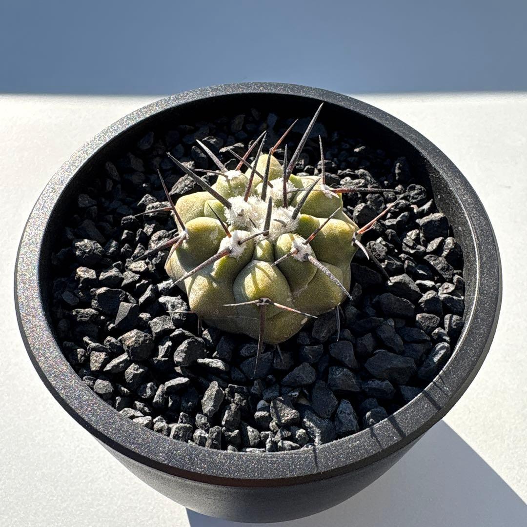 コピアポア　黒王丸　実生 コピアポア 黒王丸（実生） | hanayoshi-botanical