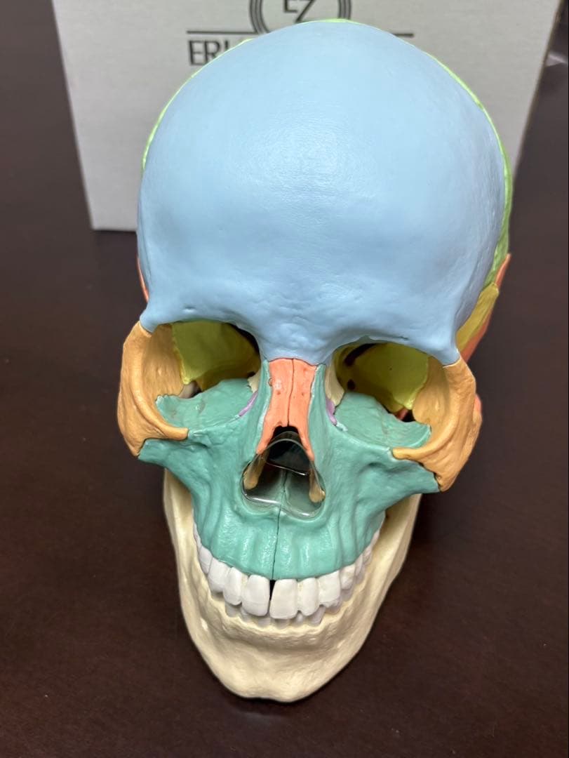 ERLER ZIMMER 人体模型 頭蓋骨
