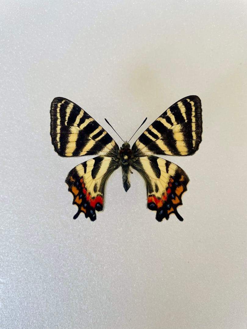 【異常型・赤紋型】ギフチョウ（滋賀県・飼育品）