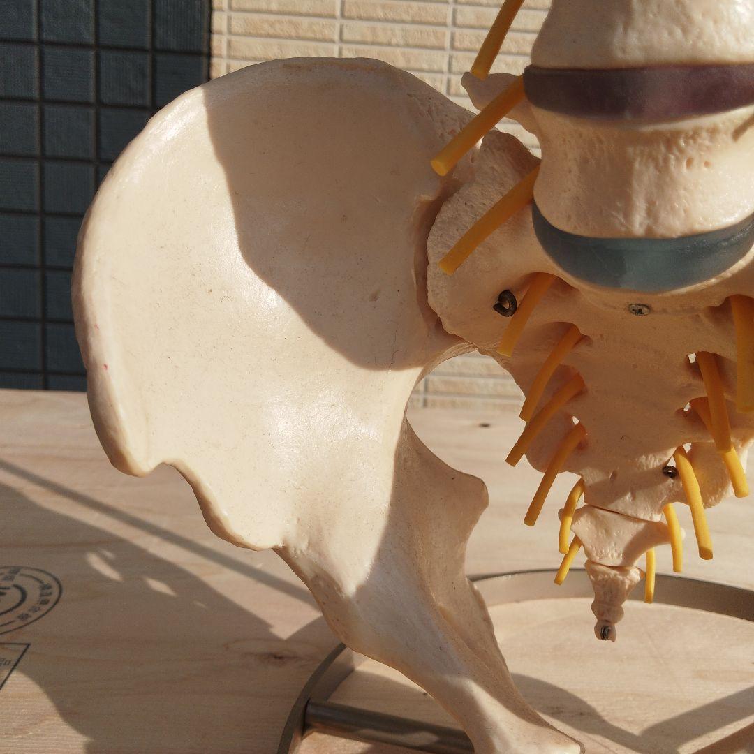 ドイツSOMSO（ソムソ）社製の脊柱骨格模型✨ガハハ本舗お宝倉庫市