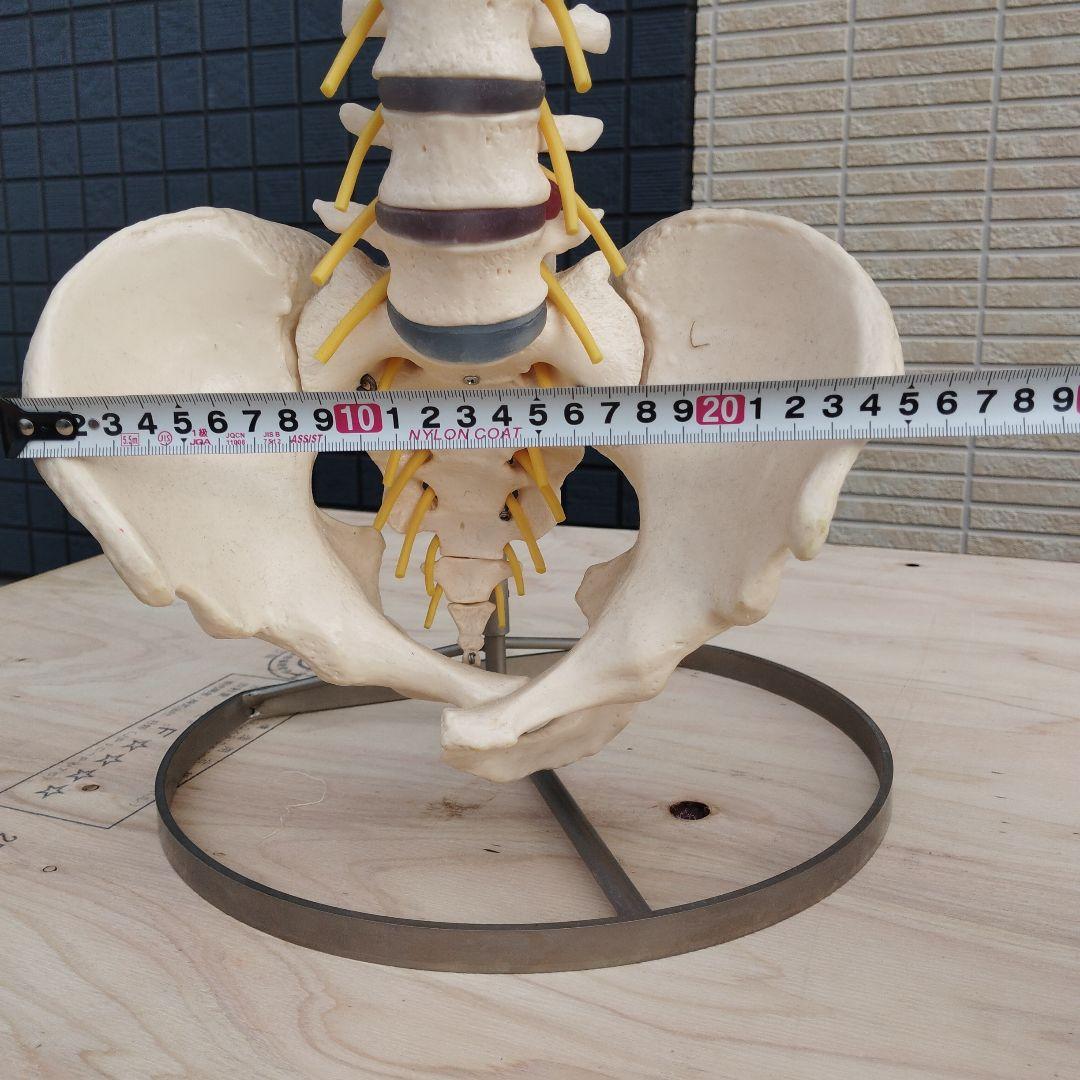 ドイツSOMSO（ソムソ）社製の脊柱骨格模型✨ガハハ本舗お宝倉庫市
