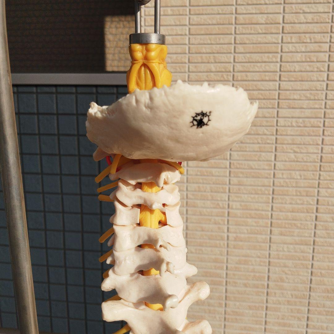ドイツSOMSO（ソムソ）社製の脊柱骨格模型✨ガハハ本舗お宝倉庫市