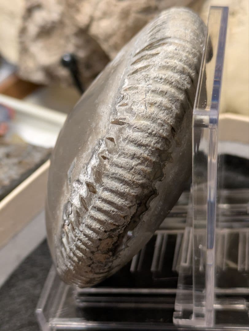 アンモナイト 化石 最高品位 レア産地 標本 鉱物 - メルカリ