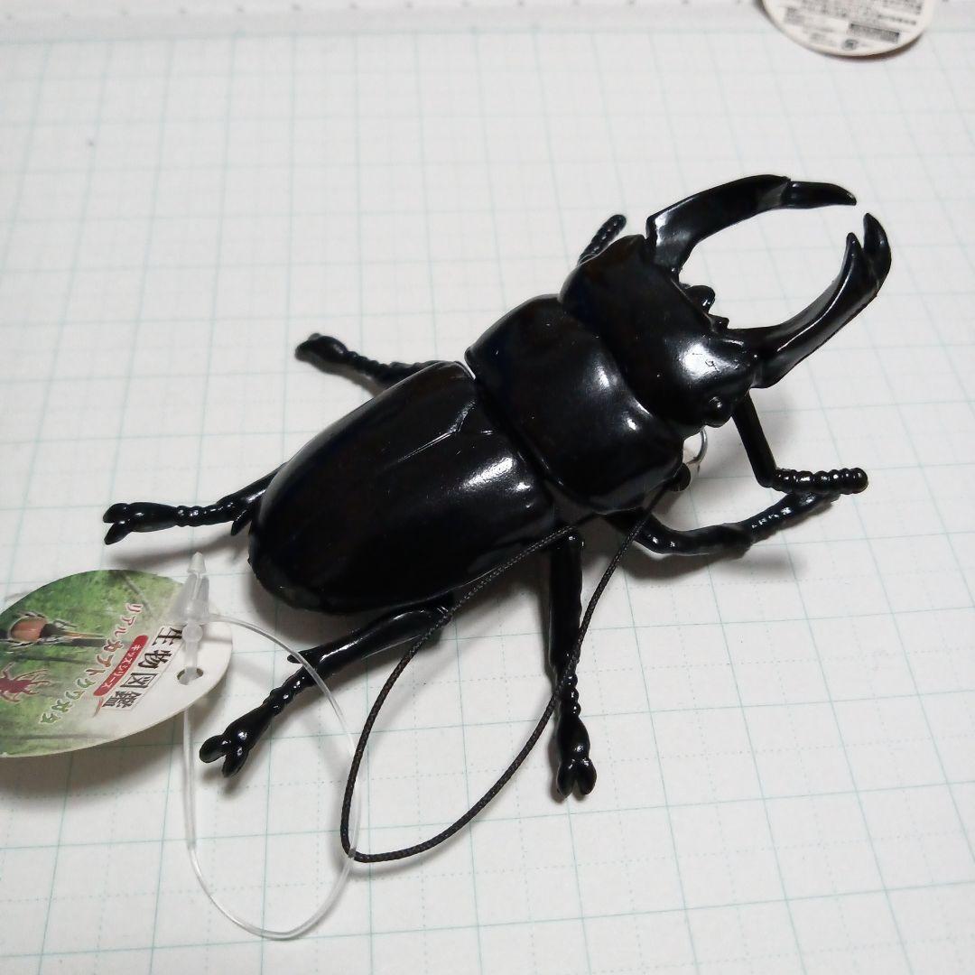 カブトムシ 5匹セット - メルカリ