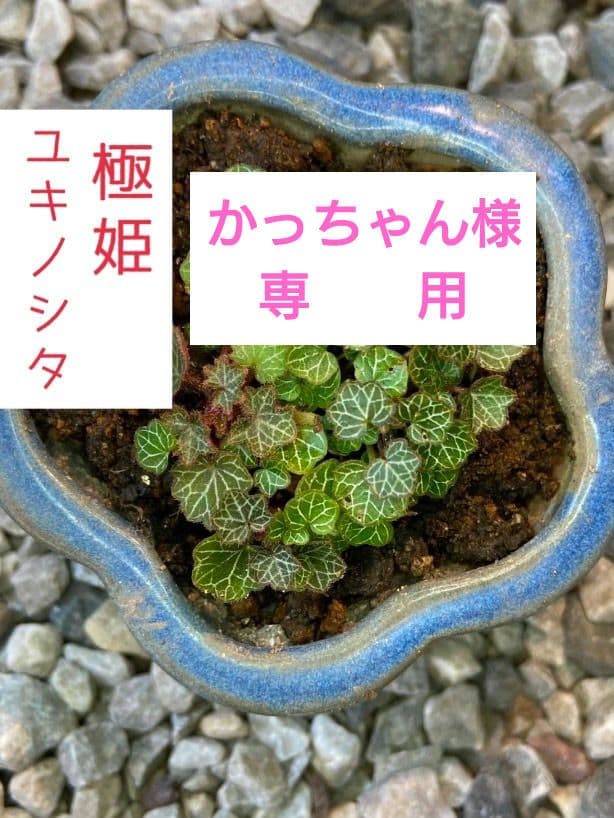 パルダリウム　屋久島　極姫ユキノシタ 園芸ネット本店｜極姫ユキノシタ2.5号ポット の通販【公式】