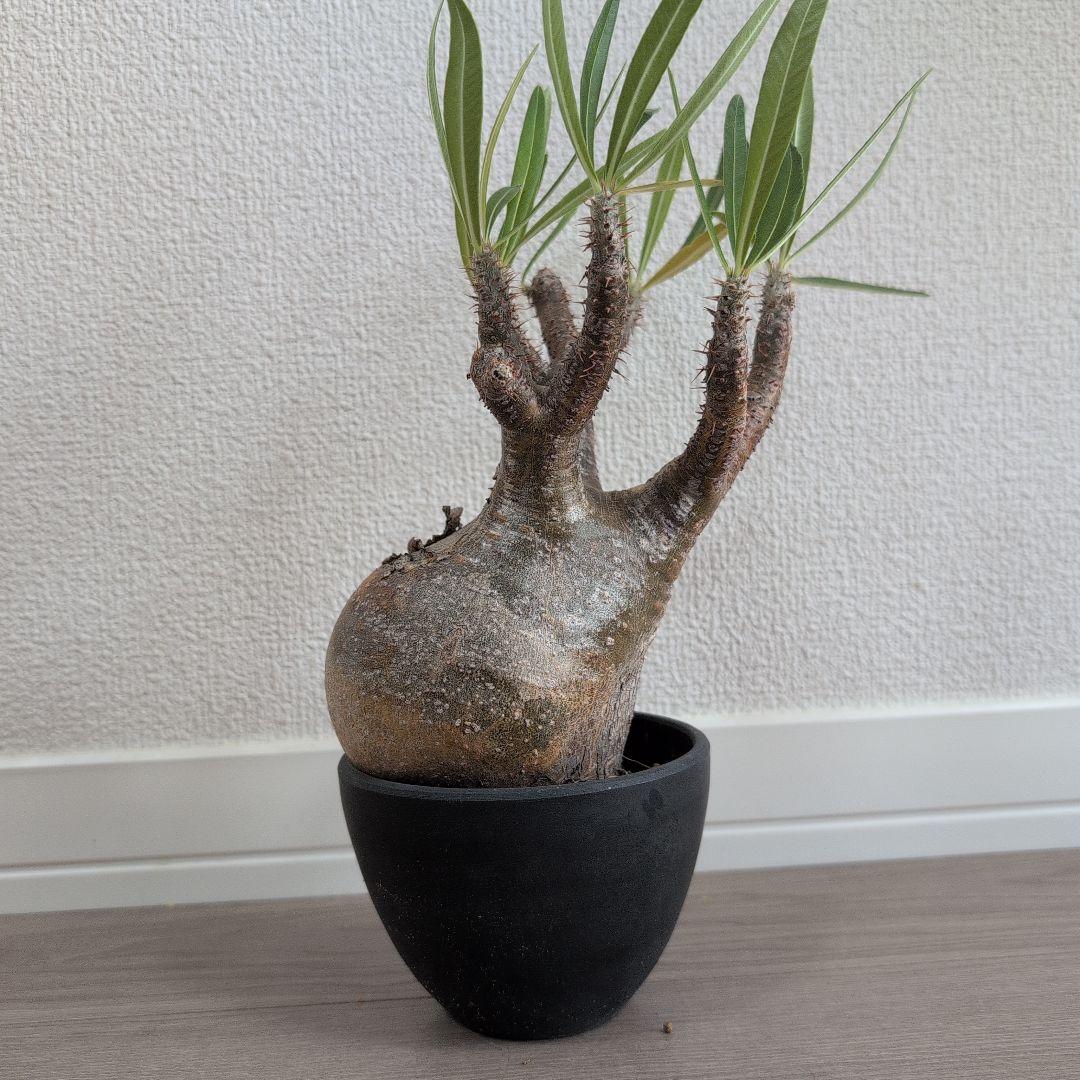 高価フラワー・ガーデニング - Y/N17様専用 （本日限定