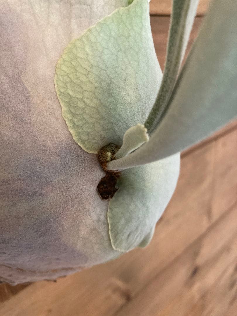 k*n様 ビカクシダ ベイチー\"リミテッド スペシャル セカンド エディション\"