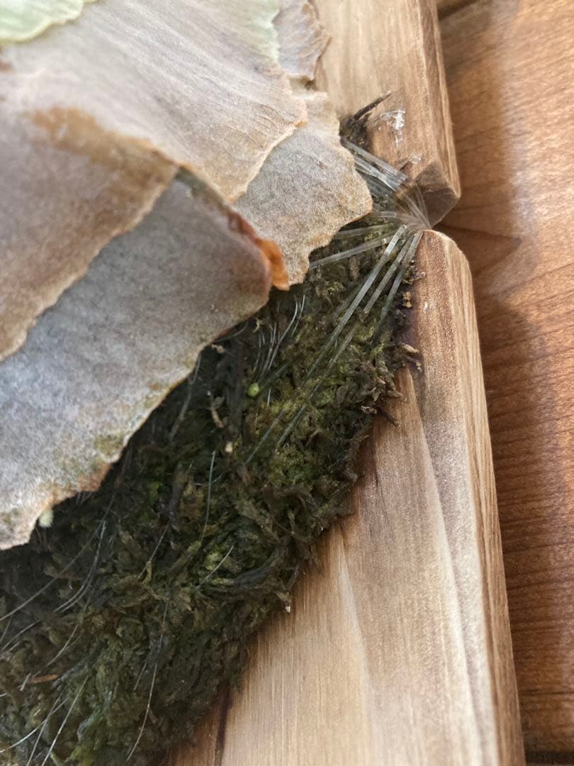 k*n様 ビカクシダ ベイチー\"リミテッド スペシャル セカンド エディション\"