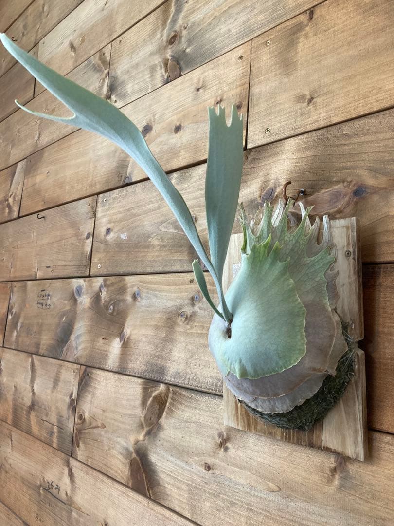 k*n様 ビカクシダ ベイチー\"リミテッド スペシャル セカンド エディション\"