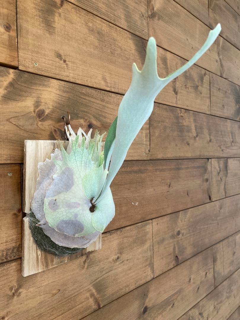 k*n様 ビカクシダ ベイチー\"リミテッド スペシャル セカンド エディション\"