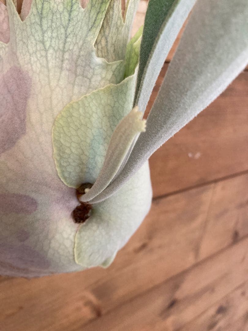 k*n様 ビカクシダ ベイチー\"リミテッド スペシャル セカンド エディション\"