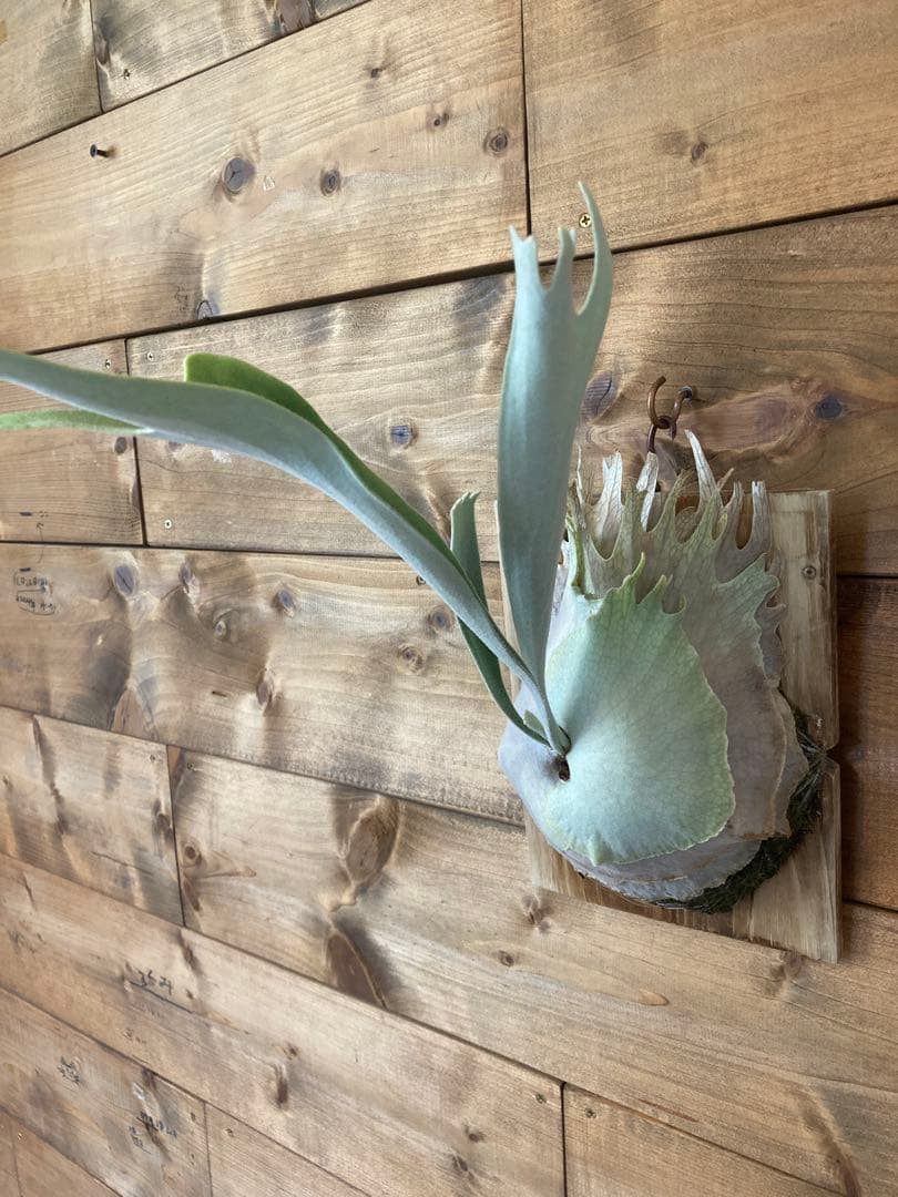 k*n様 ビカクシダ ベイチー\"リミテッド スペシャル セカンド エディション\"