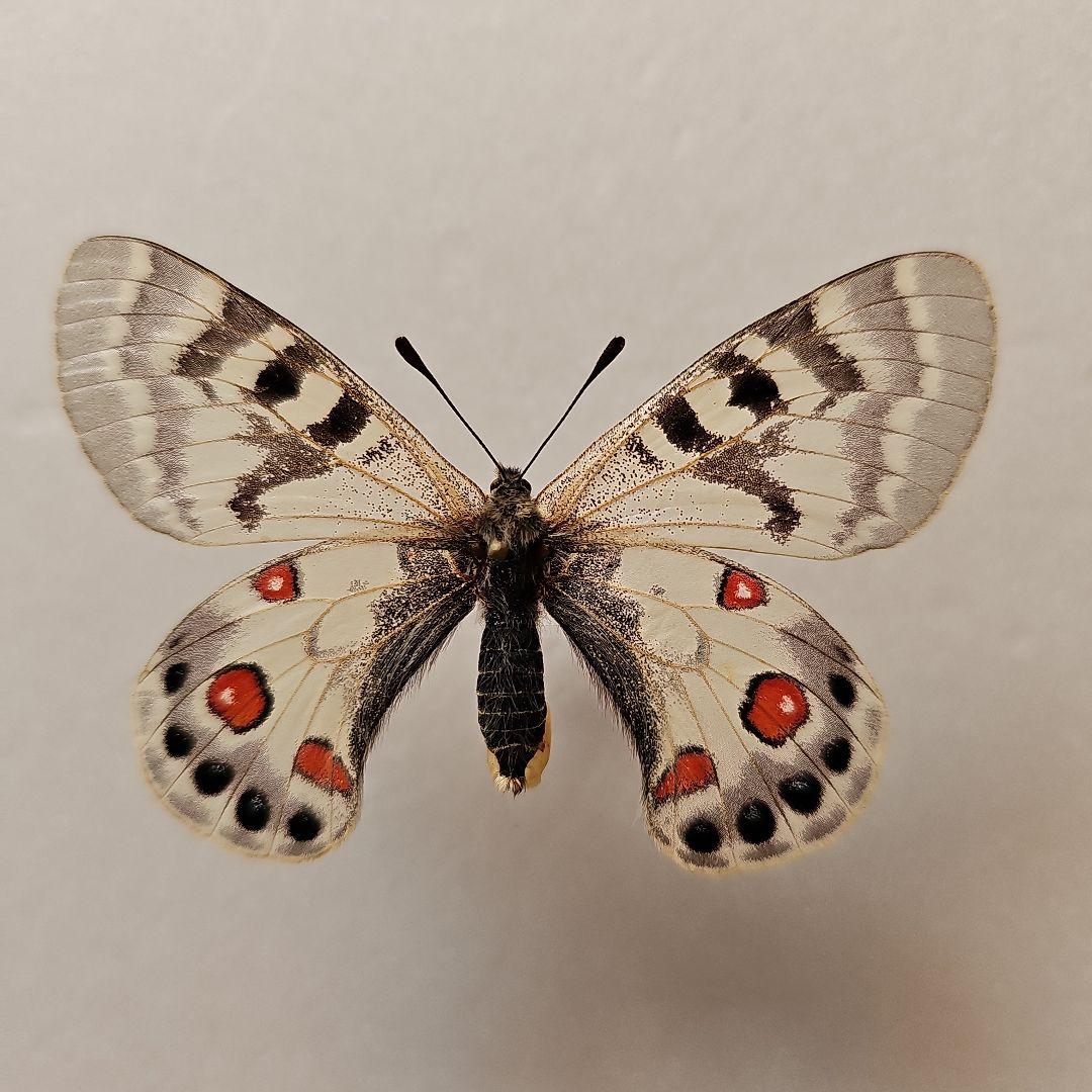 チャールトンウスバ原亜種　雌 WD】《ドルクスヤクシャ原名亜種 42mm ペア》 | KPW公式オンラインショップ