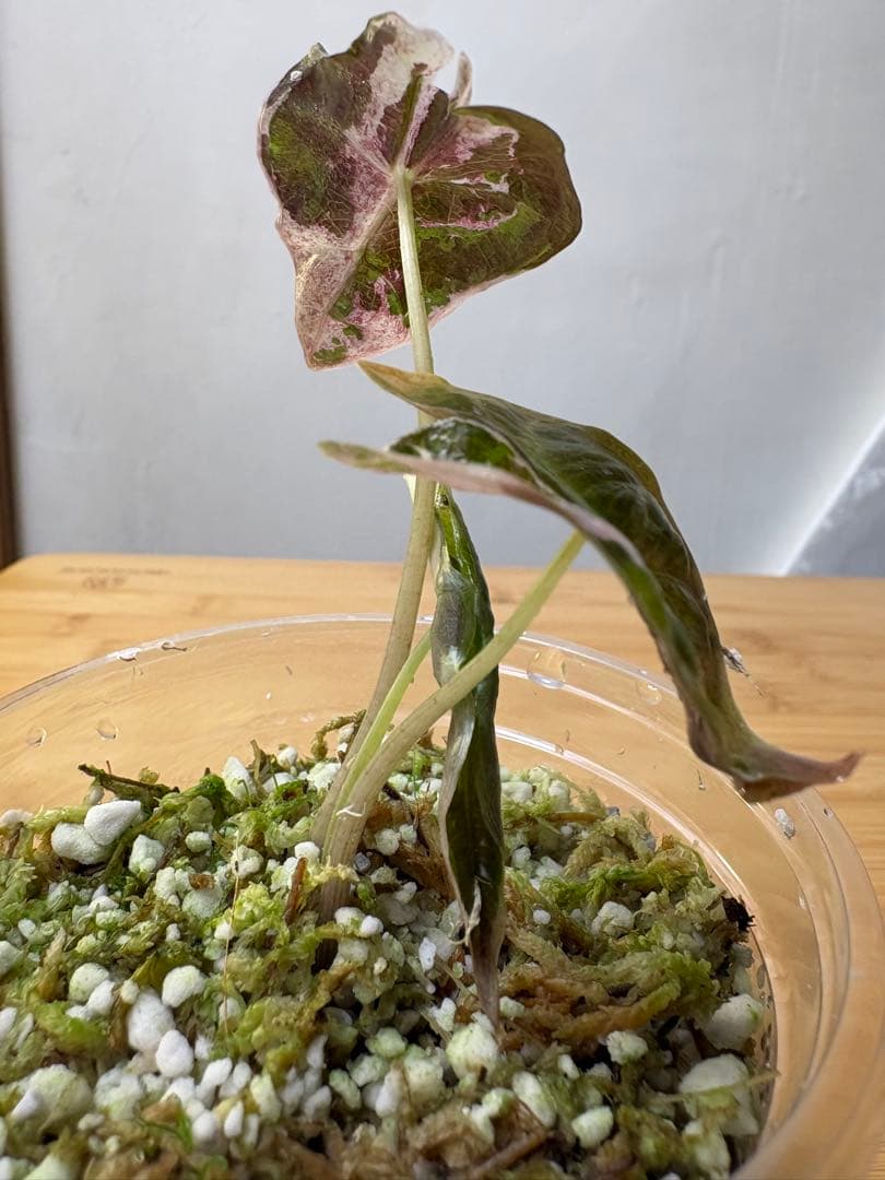 アロカシア サンデリアーナ ノビリスピンク 斑入り - メルカリ