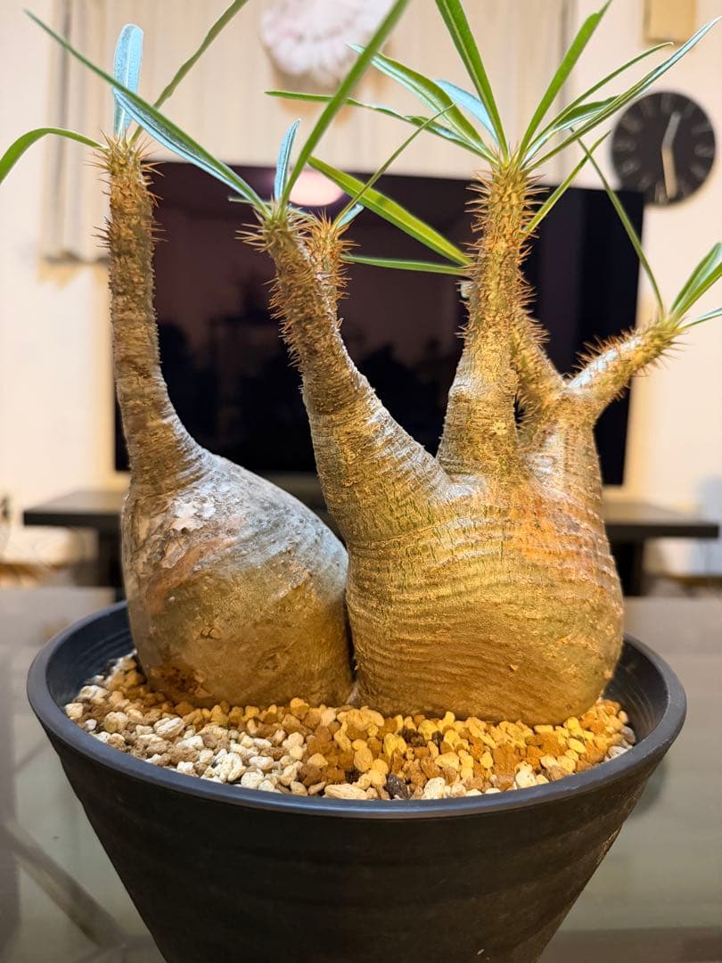 パキポディウムグラキリス　2頭　現地球　発根済