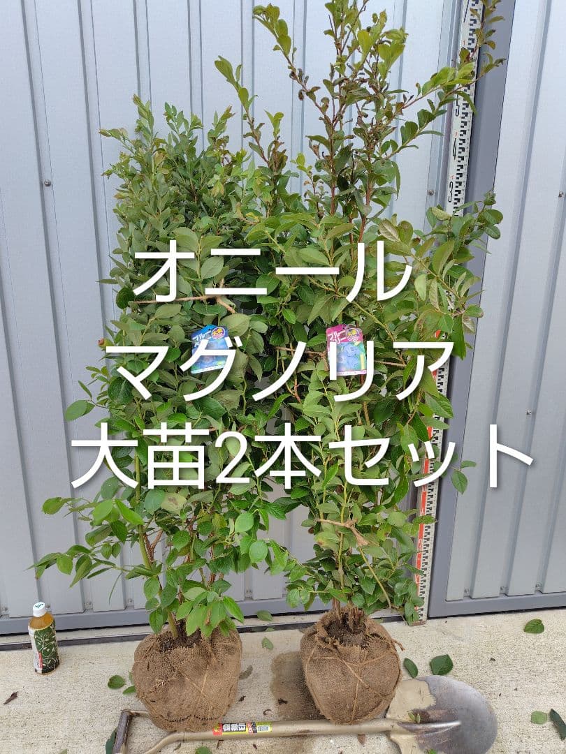 ブルーベリー苗オニール＆マグノリア大苗2本セット