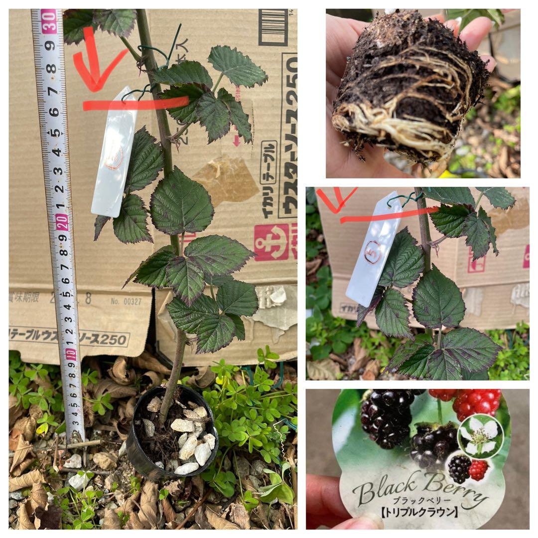 【Ryutaro】ブラックベリートリプルクラウン　取り木苗　20株