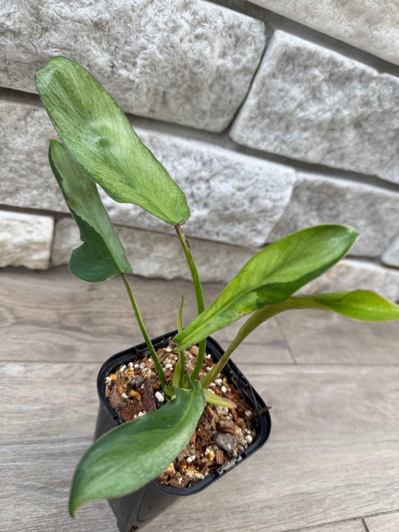 超貴重フィロデンドロン ロンギロバトム レラ ノミヤノミント　2芽