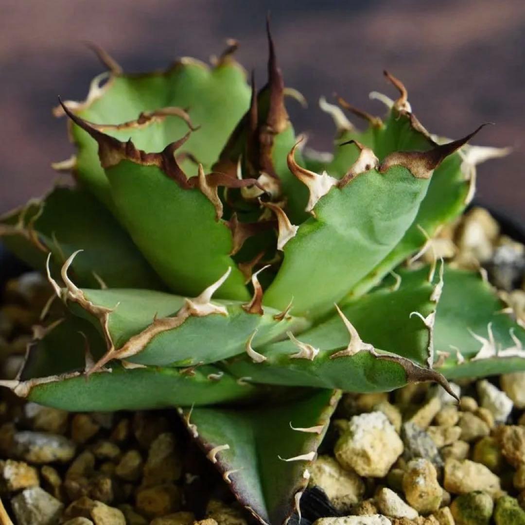 022】アガベ オテロイ 実生／抜き苗発送 - メルカリ