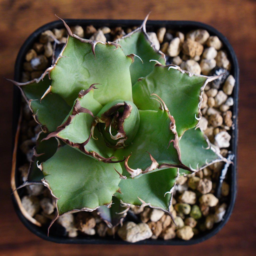 022】アガベ オテロイ 実生／抜き苗発送 - メルカリ