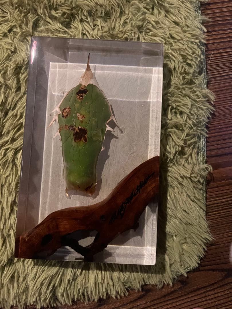 アガベ×屋久杉　レジン作品 屋久杉レジンテーブル